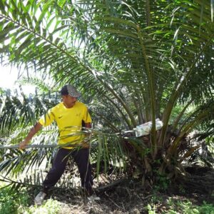 Meer dan 2/3 palmoliegebruik in Nederlands diervoeder duurzaam