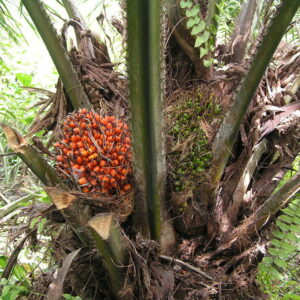 Meer duurzame palmolie verwerkt in Nederland