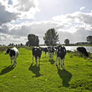FrieslandCampina bundelt krachten voor minder uitstoot van Nederlandse koeien