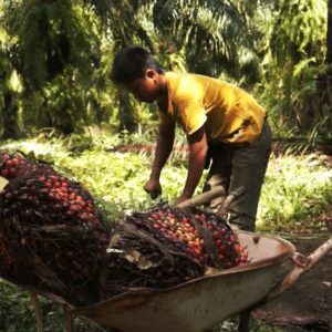 Consument steeds bewuster van schadelijke gevolgen palmolie