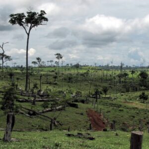 Nutreco pledges long-term financial support to protect the Brazilian Cerrado region against deforestation
