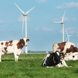 The Sustainable Dairy Partnership unites industry-wide push towards global sustainability