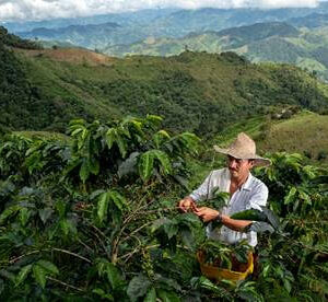 Nespresso lanceert programma om koffieoogst in bedreigde gebieden te herstellen