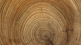 Nederlandse input gevraagd voor duurzame processen houtsector