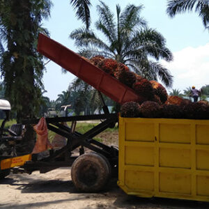 Mondelēz International advances sustainale palm oil sourcing with enhanced traceability with Dutch Satelligence