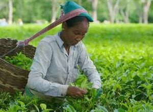 Unilever publishes full global list of Tea Suppliers