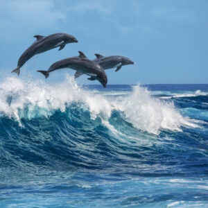 Reisorganisatie Corendon stopt met het aanbieden van dolfijnenshows en andere excursies met dierenleed