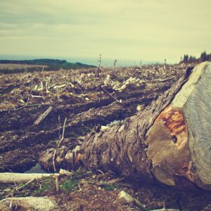 Leading consumer goods companies directly linked to deforestation: soybean, cattle, paper & palm oil risks potential threat to global supply chains