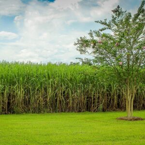 Bonsucro-standaard voor betere werknemersrechten in de suikerrietindustrie