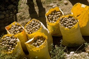 Nederlandse aardappelinnovatie is duurzamer en biedt wereldwijd kansen