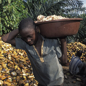 Er werken nog steeds meer dan 2 miljoen kinderen in de cacao-industrie