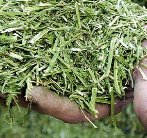 WUR en agrarisch bedrijfsleven starten nieuw onderzoeksprogramma voor duurzame productie van gras en voedergewassen
