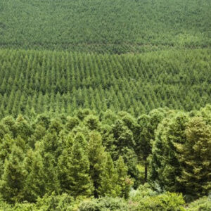 CHEP bereikt klimaatdoel zero-ontbossing