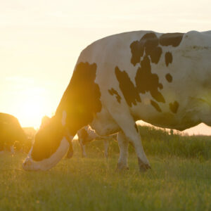 FrieslandCampina gaat duurzamer geproduceerde melk aan andere zuivelbedrijven leveren