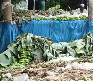 Agrofair wil met nieuw product plastic probleem in de bananenindustrie oplossen