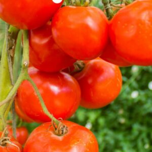 FNV en CBL willen arbeidsomstandigheden in Italiaanse tomatenketen verbeteren