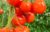 FNV en CBL slaan handen ineen voor onderzoek naar de tomatenketen