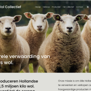 Ondernemers richten collectief op voor redden van Hollands schapenwol