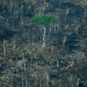 'Nederland veroorzaakt nieuwe golf van ontbossing in Amazone'