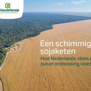 Milieudefensie: 'Hoe Nederlands vlees en zuivel ontbossing voeden'