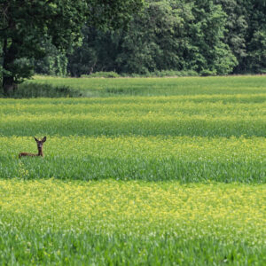 Land van Ons lanceert ‘Groene meters maken’ campagne voor herstel biodiversiteit Nederland