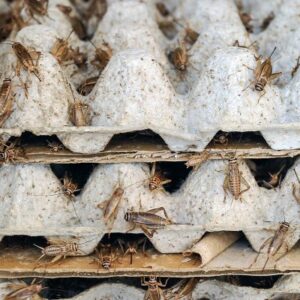 insecten