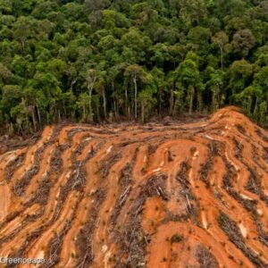 Grote invloedrijke bedrijven en financials doen weinig aan beloofde acties tegen ontbossing