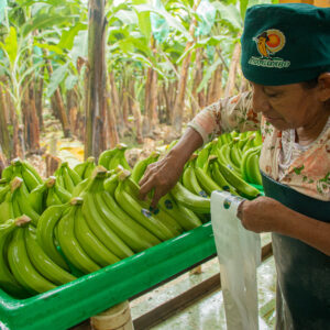 Crisp neemt inkoop van duurzame bananen in eigen hand 