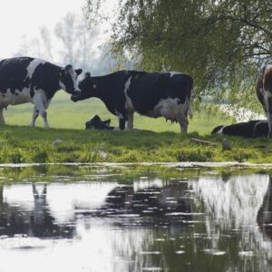 1001ha kruidenrijk grasland zorgt voor omschakeling melkveehouders