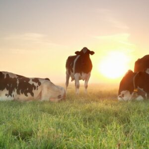 Nestlé en Vreugdenhil Dairy Foods: op weg naar duurzamere zuivel