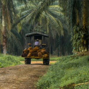 Palmolie in Nederlandse voeding bijna volledig duurzaam gecertificeerd