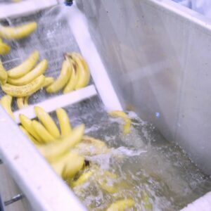In de strijd tegen voedselverspilling opent eerste bananenfabriek ter wereld