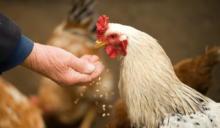 Nevedi presenteert monitor voor duurzaam veevoer