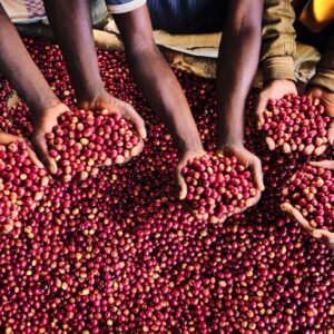 BUR_ Coop Dohorerabarimyi_cherries_12042025