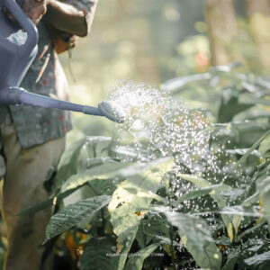 Rainforest Alliance Reg Ag