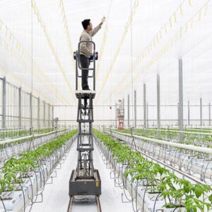Tomatenkweker aan het werk in een kassencomplex in Westdorpe