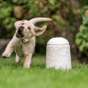 2025_09_17_Loop Furever-9 2