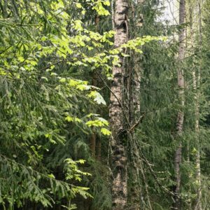 Ingka-Investments-forest-in-Latvia-scaled