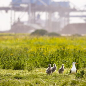 meeuwen-grasveld-maasvlakte