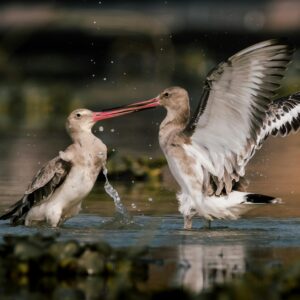 pexels-jit-roy-2028348030-31260080