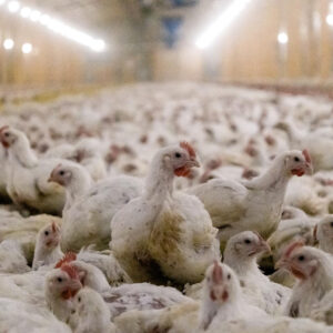 unnamed – 2025-10-02T075805.763