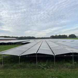 5NDZuV82uUMVJhPqlMjYYlwhvyYzDnBt05L3AtQD