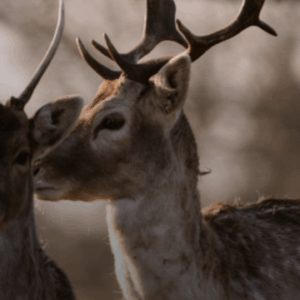 Headerbeeld FSC onderzoek