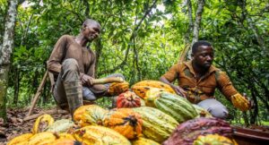 Nieuwe studie: Meer Fairtrade cacaoboeren in Ivoorkust verdienen dichter bij een leefbaar inkomen dankzij hogere farmgate prijzen