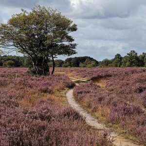 Heather also suffers from Nitrogen PrecipitationDe heide heeft ook last van de neerslag van stikstof