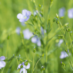 header_vlas-vlasveldeinvlaanderen