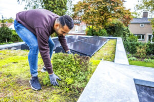 ASN Bank en Naturalis helpen huiseigenaren vergroenen met e-learning voor groene daken