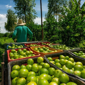 unnamed – 2025-12-11T084604.063