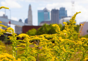 GRI lanceert nieuwe handleiding om bedrijven te helpen succesvol te zijn in hun biodiversiteitsrapportage