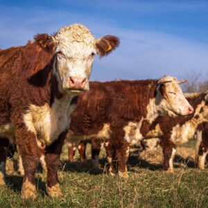 pexels-nc-farm-bureau-mark-31111065